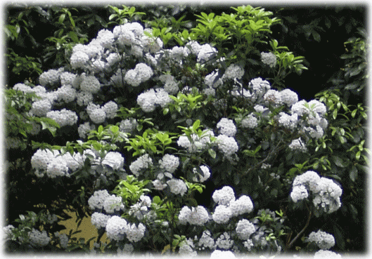 カルミア（アメリカシャクナゲ）白い花
